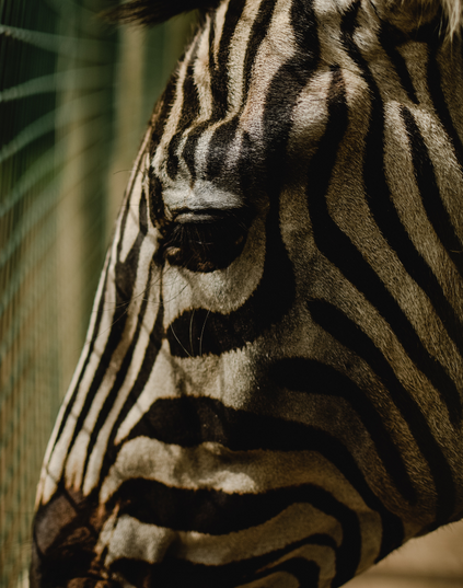 zebra