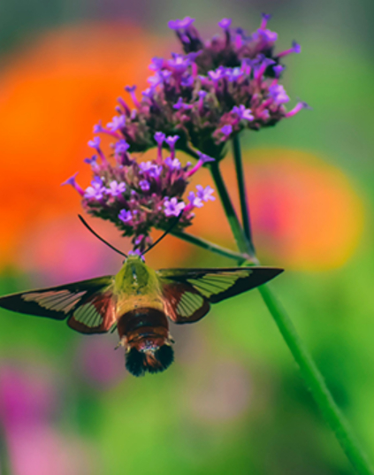 Get Inspired carrousel - desktop